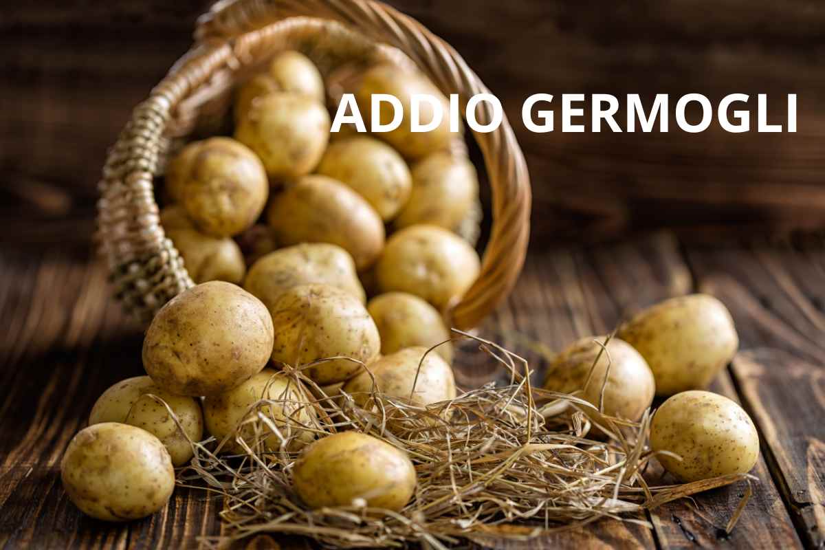 Patate addio germogli metodo giusto